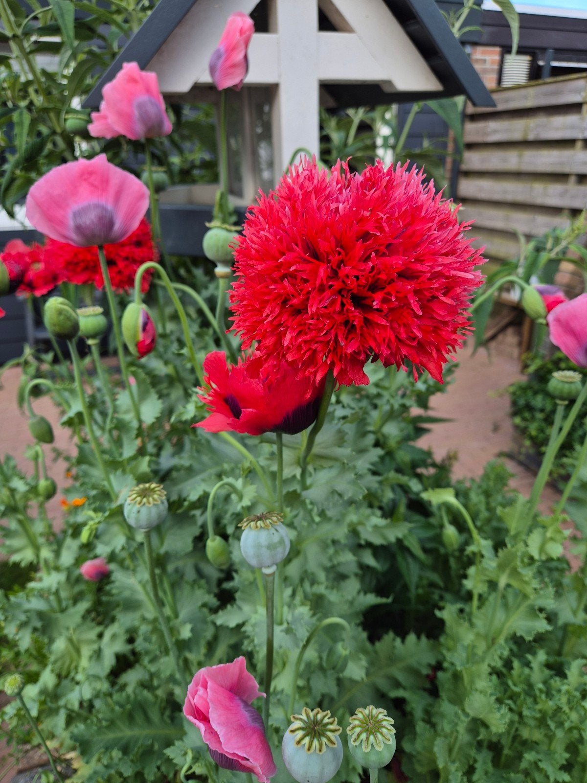 Rode Gekartelde Papaver Slaapbol Zaden - 1,5 gram, Ophalen of Verzenden, Voorjaar, Volle zon, Zaad