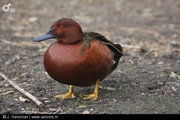Eenden en ganzen kweek 2026, Dieren en Toebehoren, Pluimvee, Meerdere dieren, Gans of Zwaan