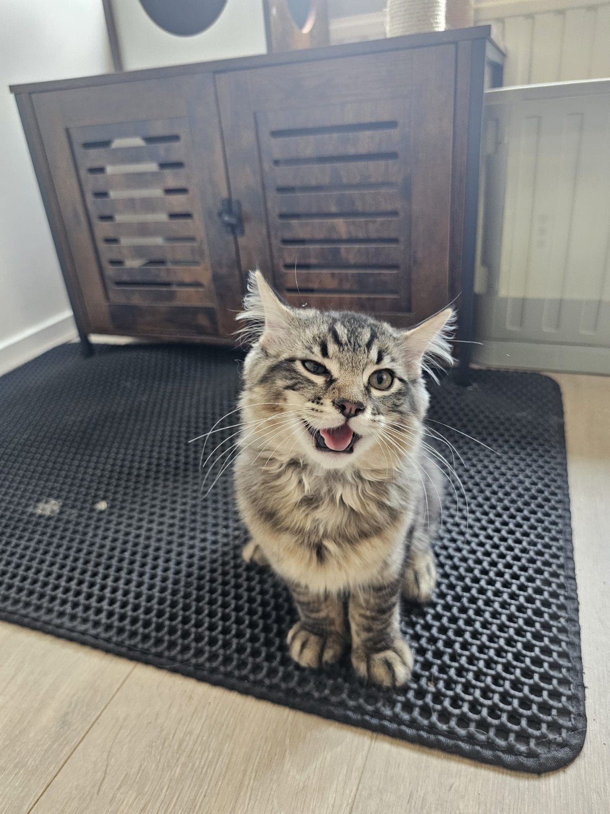 Ragdoll kittens, Meerdere dieren, 0 tot 2 jaar