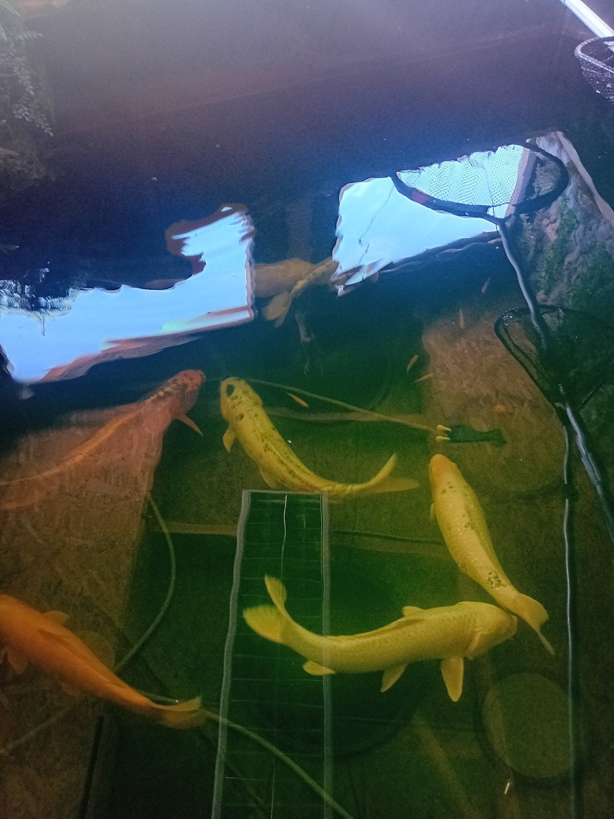 8 mooie grote kois, Vis