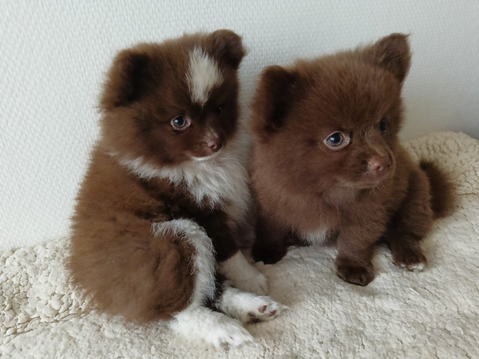 Prachtig pomchi teefjes, Dieren en Toebehoren, Overige rassen, 8 tot 15 weken, Teef, Meerdere