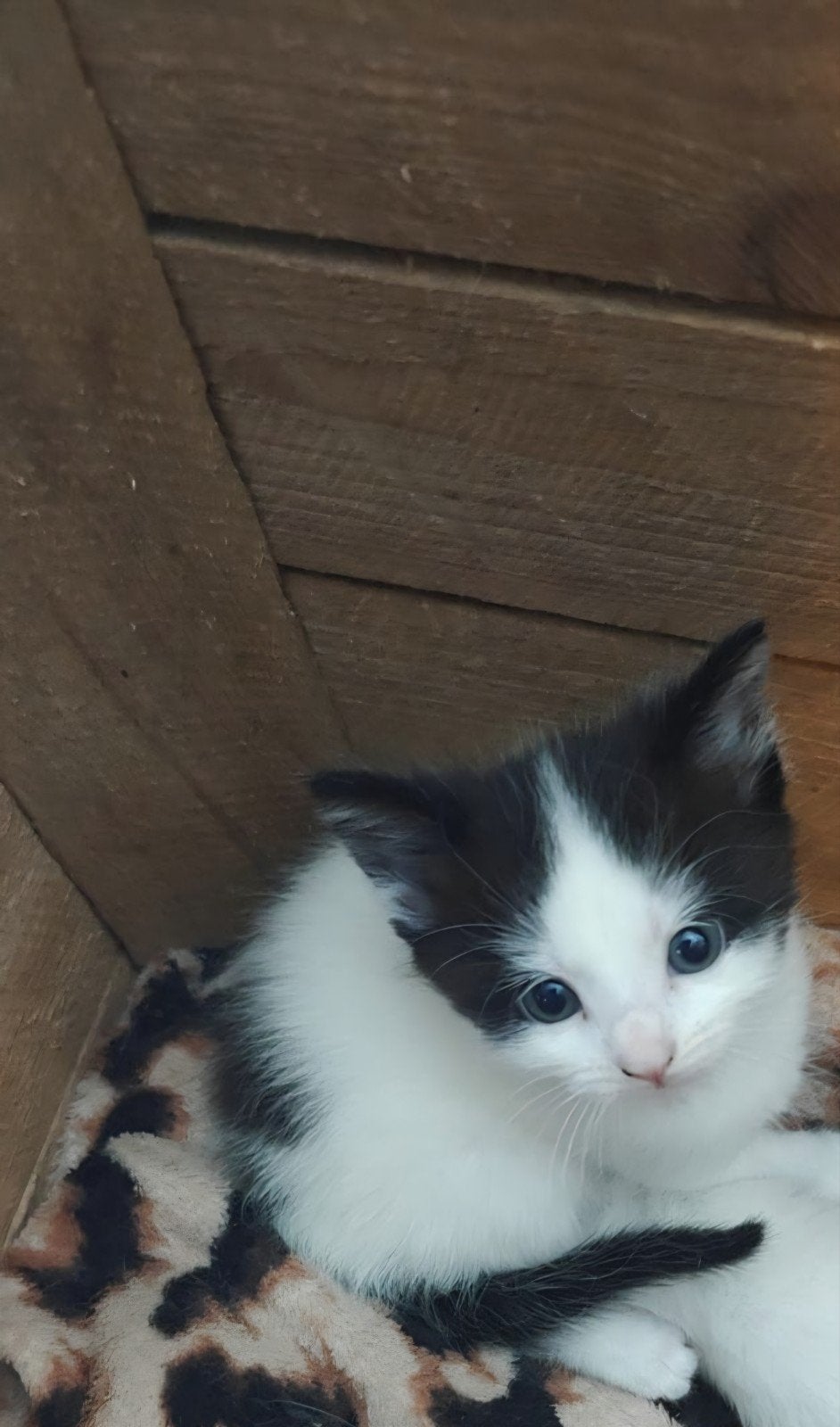2 kittens beschikbaar, Dieren en Toebehoren