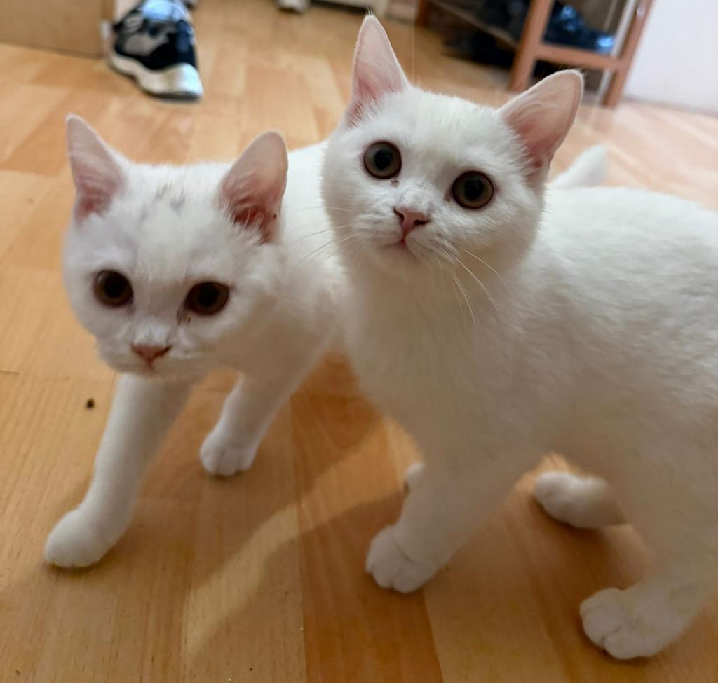 Britse Korthaar Kitten ., Dieren en Toebehoren, Katten en Kittens | Overige Katten, Poes