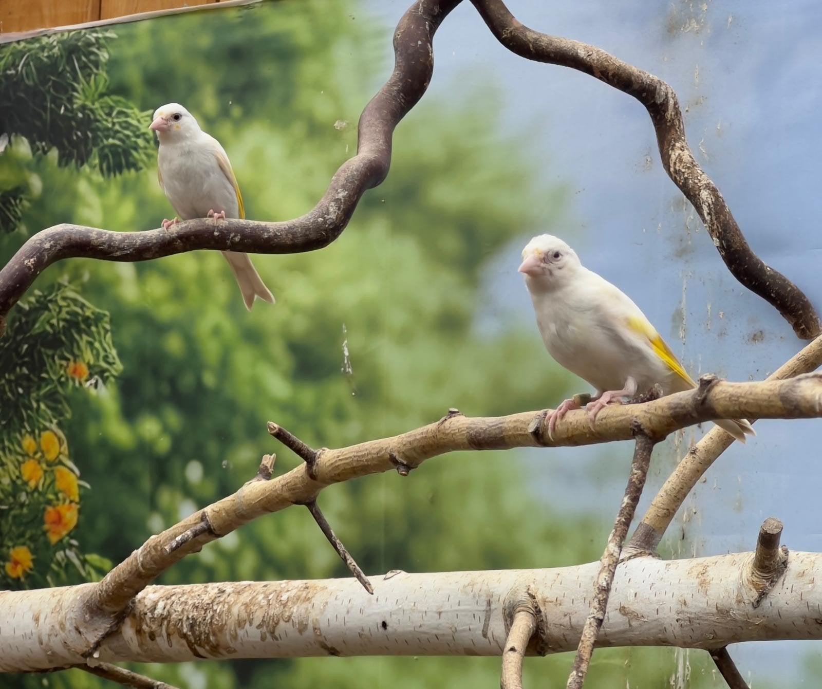 Jonge eumo putters, Dieren en Toebehoren, Vogels | Overige Vogels, Meerdere dieren, Wildzangvogel
