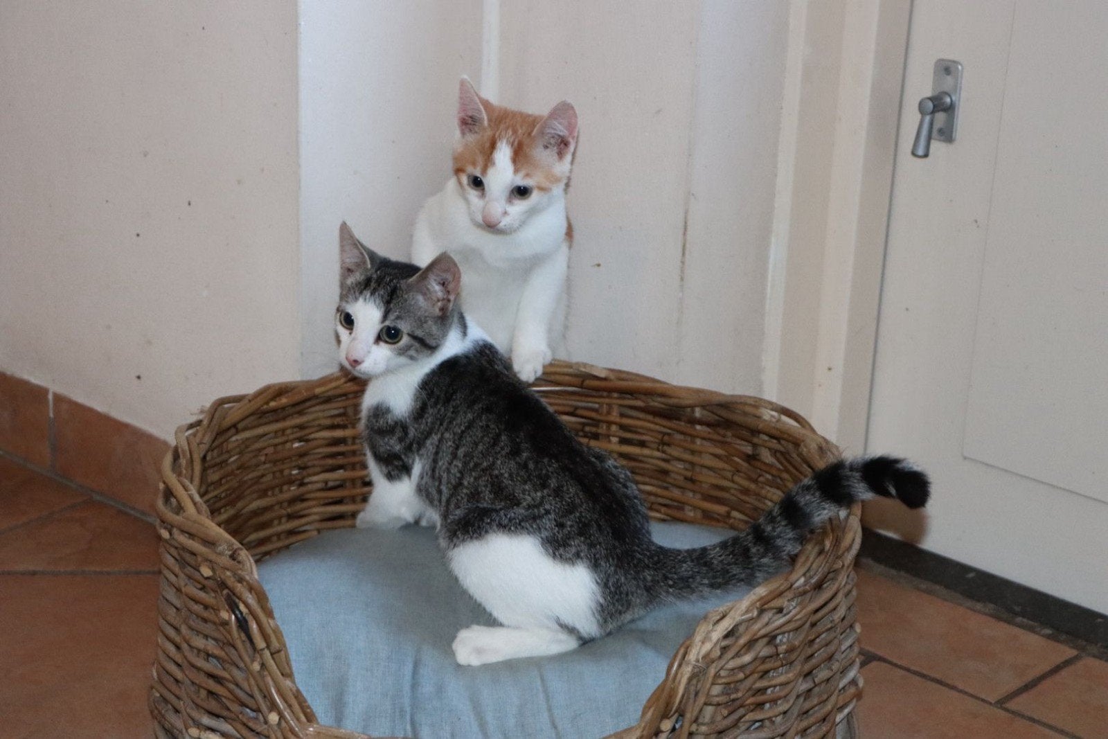 Kittens...2 katers en 1 bonte poes, Meerdere dieren, 0 tot 2 jaar