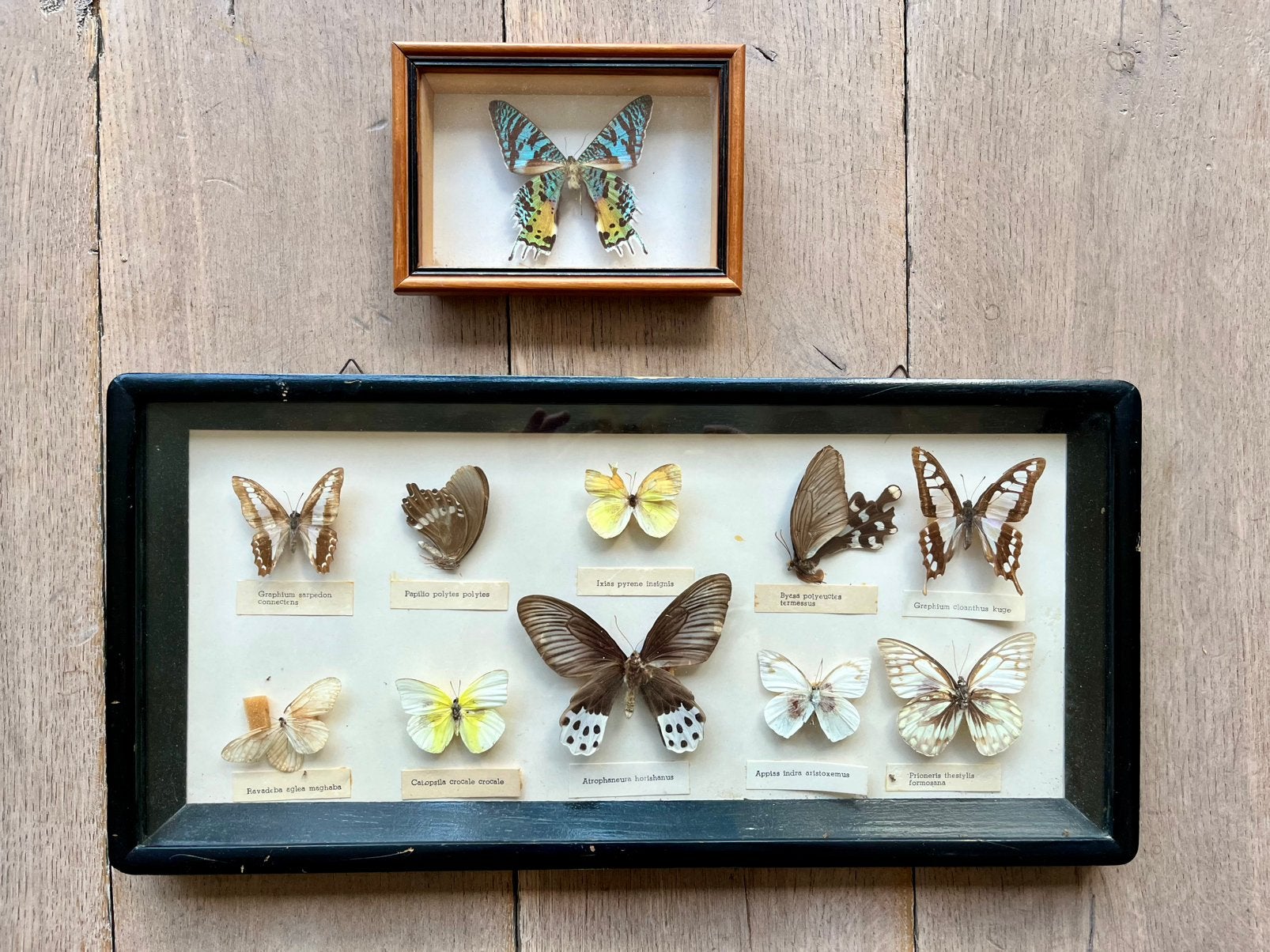 Vintage opgezette vlinders ingelijste verzameling, Verzamelen, Ophalen of Verzenden, Gebruikt, Insect, Opgezet dier