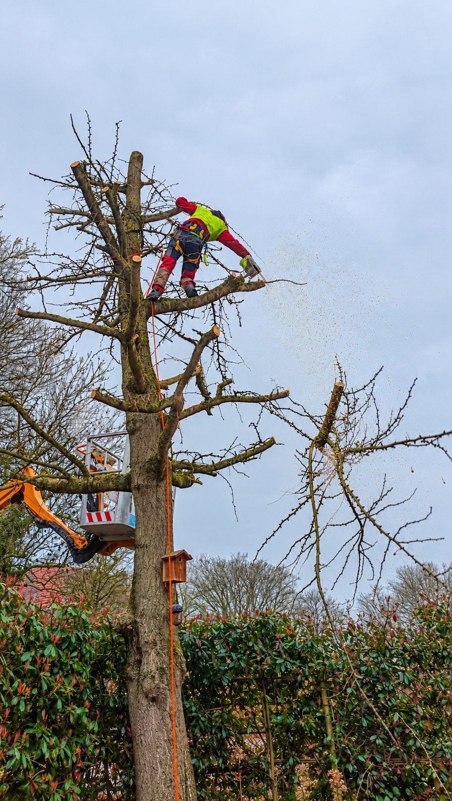 Bomen snoeien of verwijderen | Boomverzorging & bosbouw