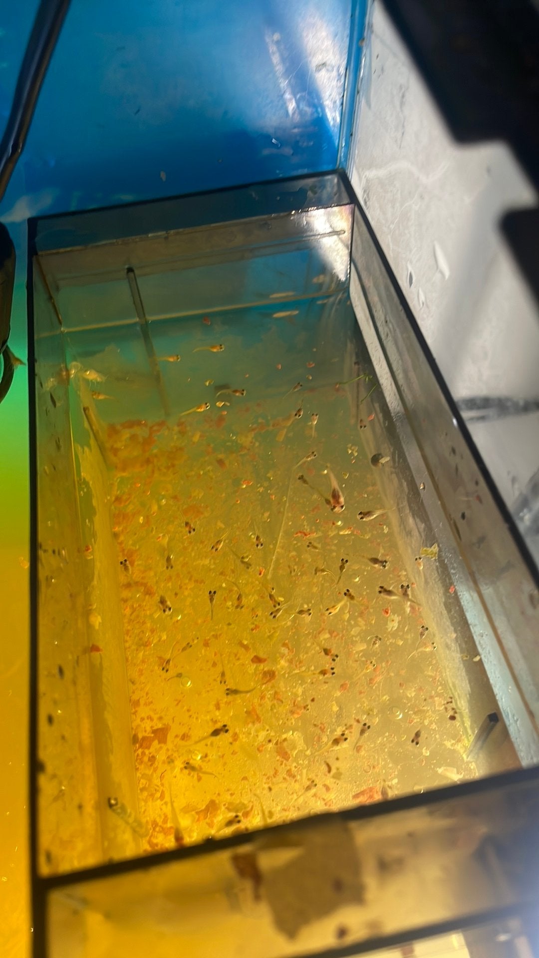 Aquarium vissen Guppies, Dieren en Toebehoren, Vis