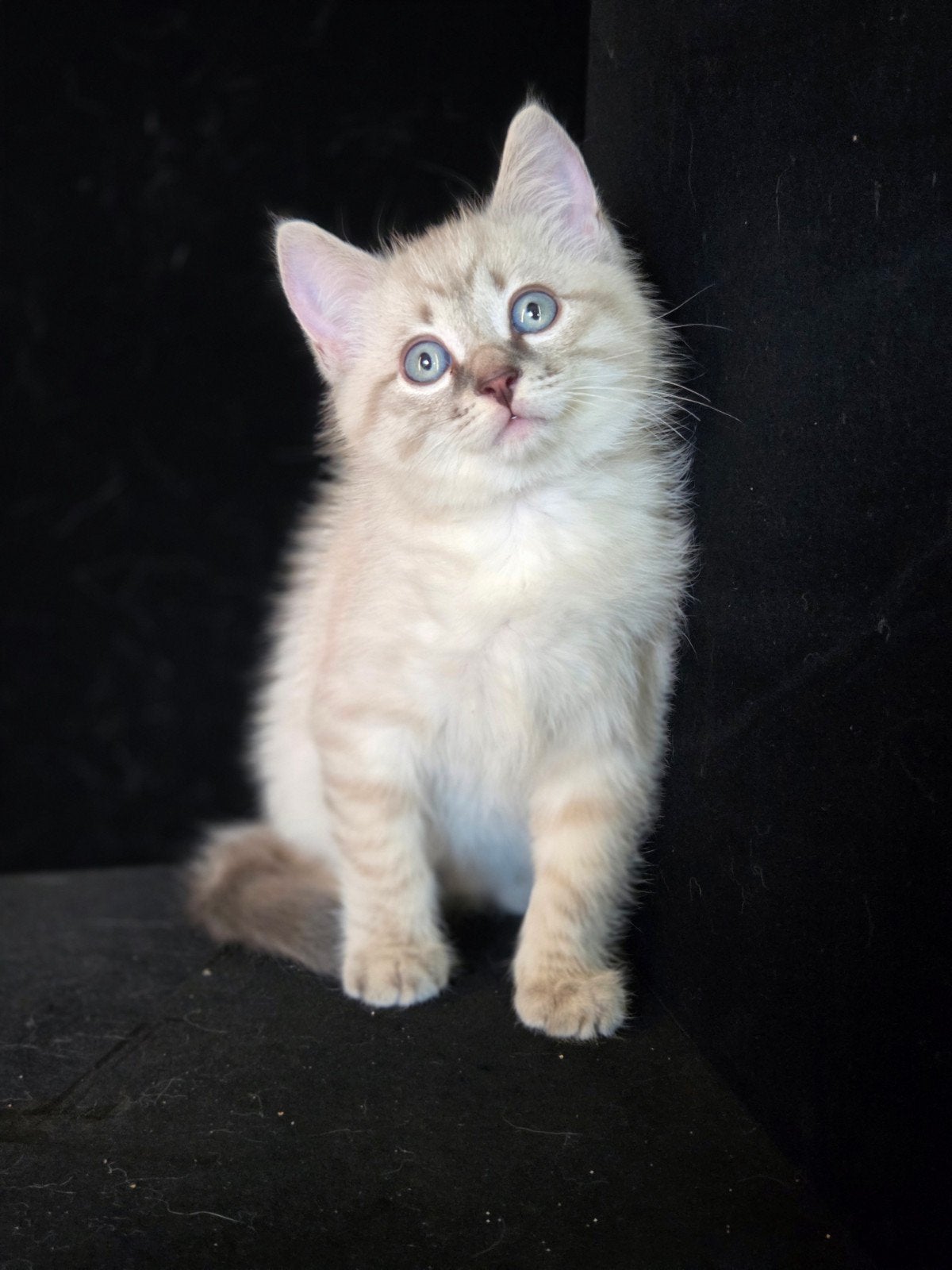 Mooie kruising blauwerus xragdoll sneeuwbengaal, Dieren en Toebehoren, Meerdere dieren, Gechipt