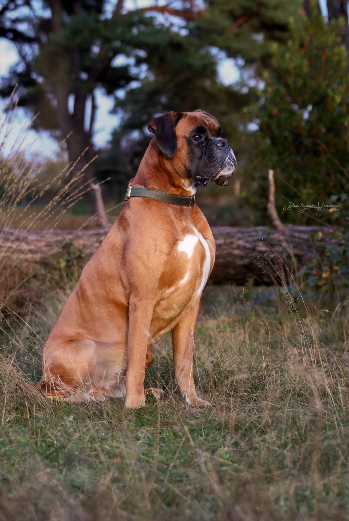 Boxer dekreu, 6 jaar of ouder, Reu, Eén hond, CDV (hondenziekte)