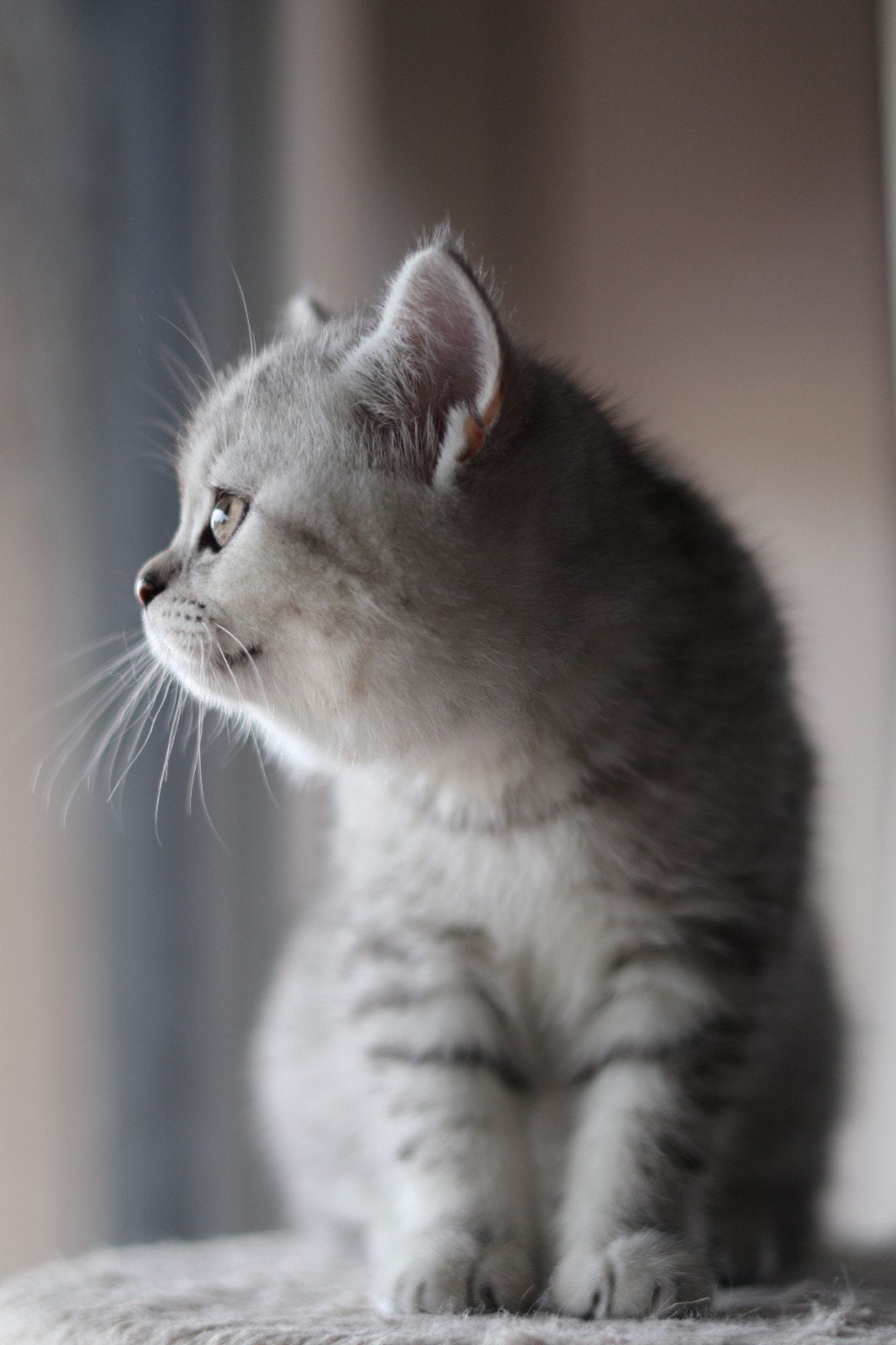 Zeldzame gekleurde Britse korthaar katten, Kater, Ontwormd