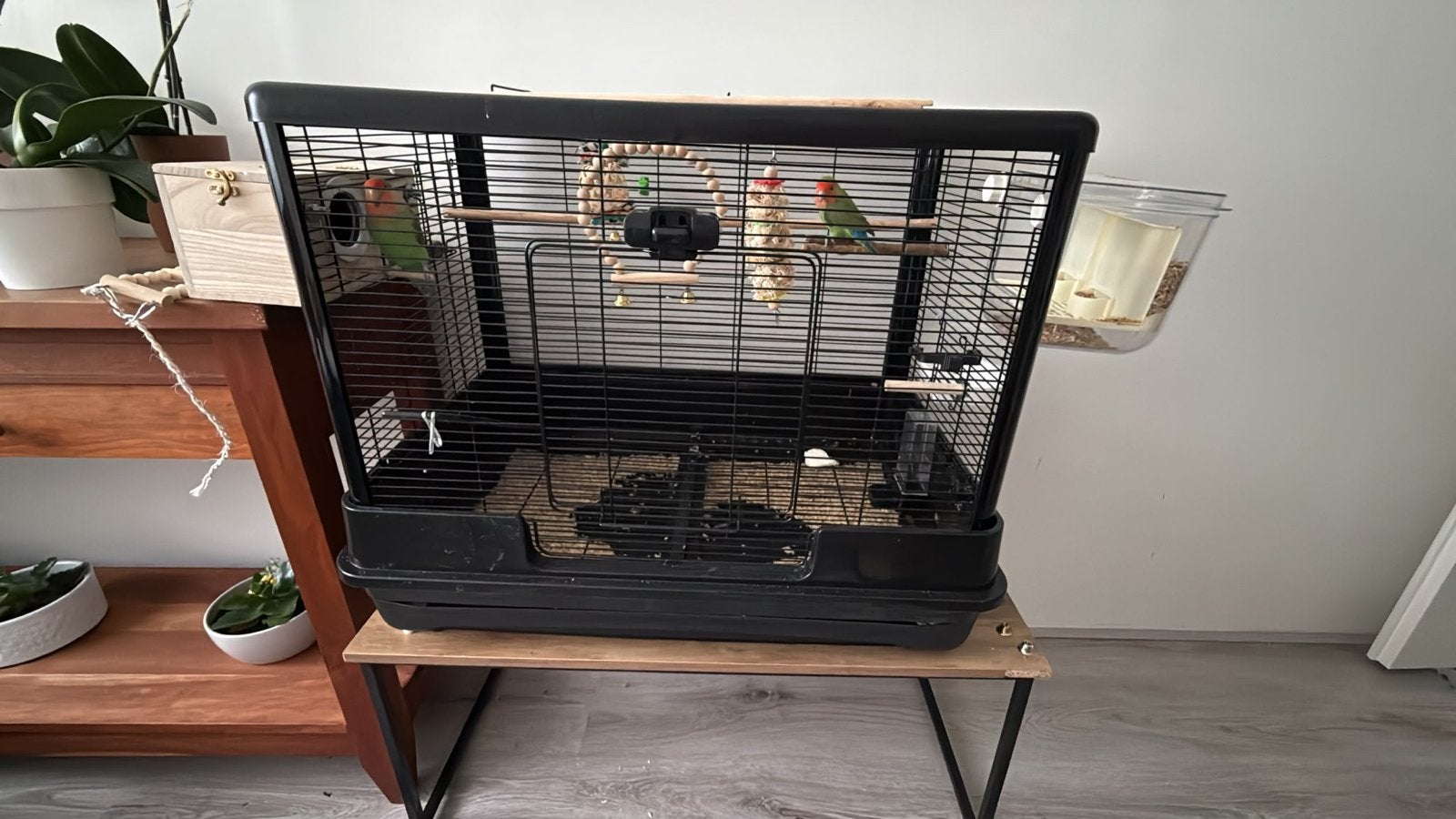 2 mooie tamme agapornissen / lovebirds / vogels, Dieren en Toebehoren, Vogels | Parkieten en Papegaaien, Geslacht onbekend, Dwergpapegaai of Agapornis