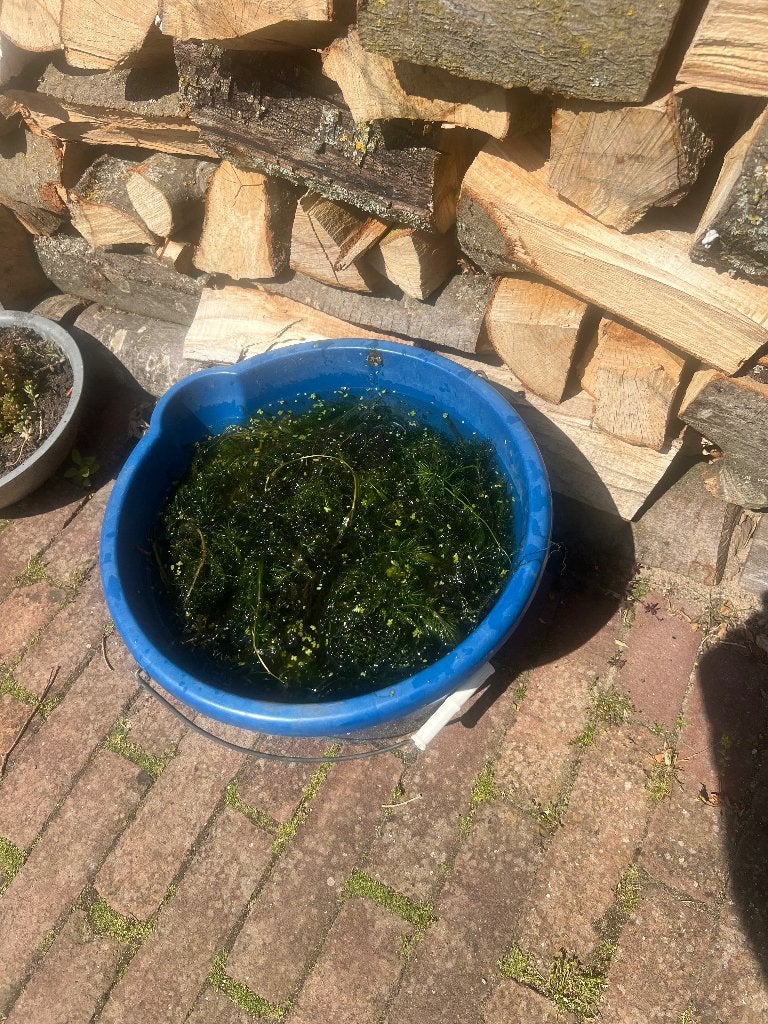 waterplanten, Ophalen, Nieuw