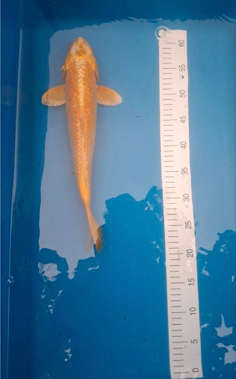 Koi yamabuki ogon., Karper of Koi
