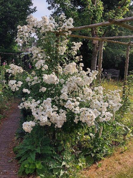 diverse planten, rozen en vlinderstruiken, Vaste plant, Halfschaduw, Zomer, Ophalen