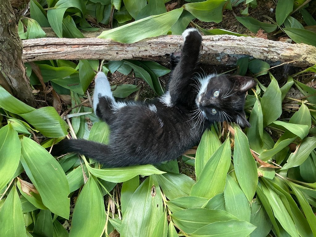 2 kittens, Poes, Kortharig, 0 tot 2 jaar