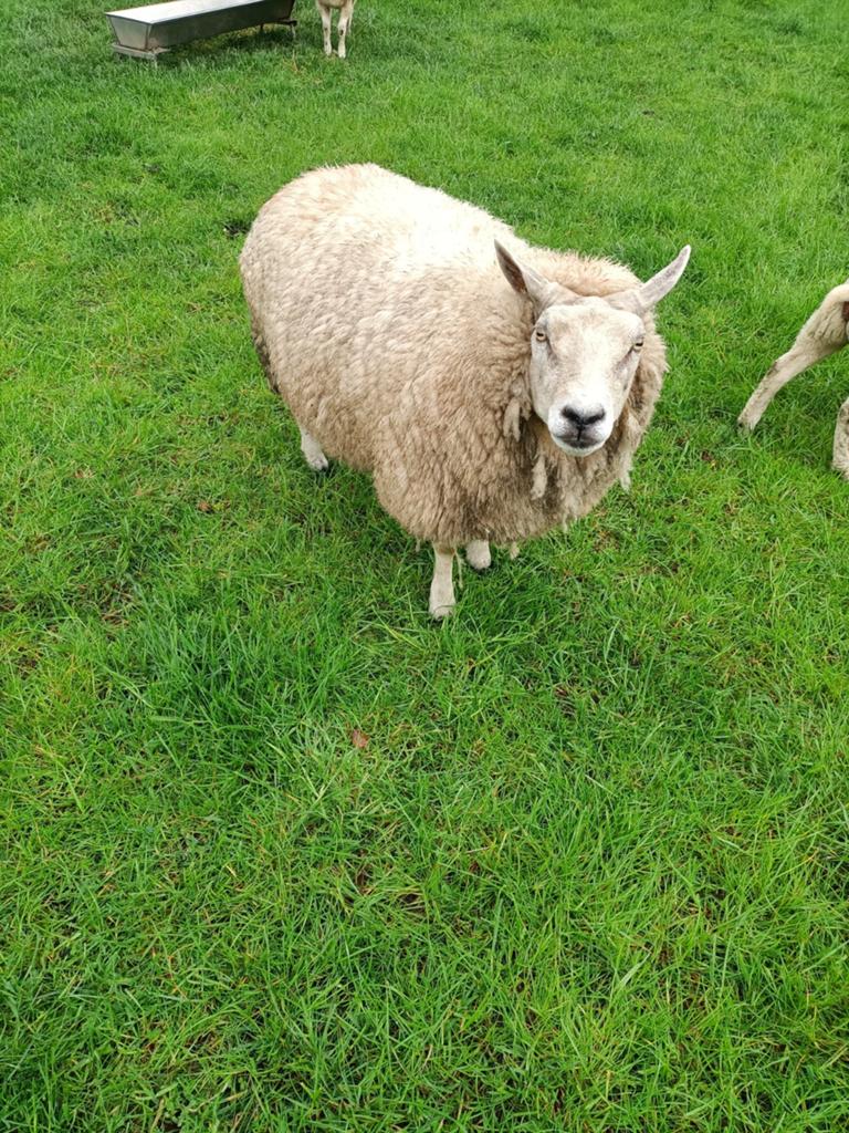 Texelaar x swifter ooi, Dieren en Toebehoren, Schapen, Geiten en Varkens, Vrouwelijk, Schaap
