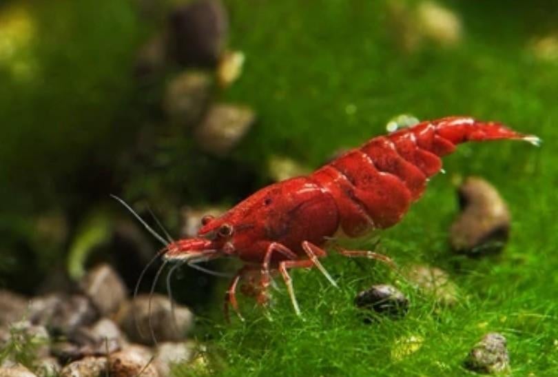 Maandaanbieding: Bloody Mary H-Grade garnalen, Kreeft, Krab of Garnaal, Zoetwatervis