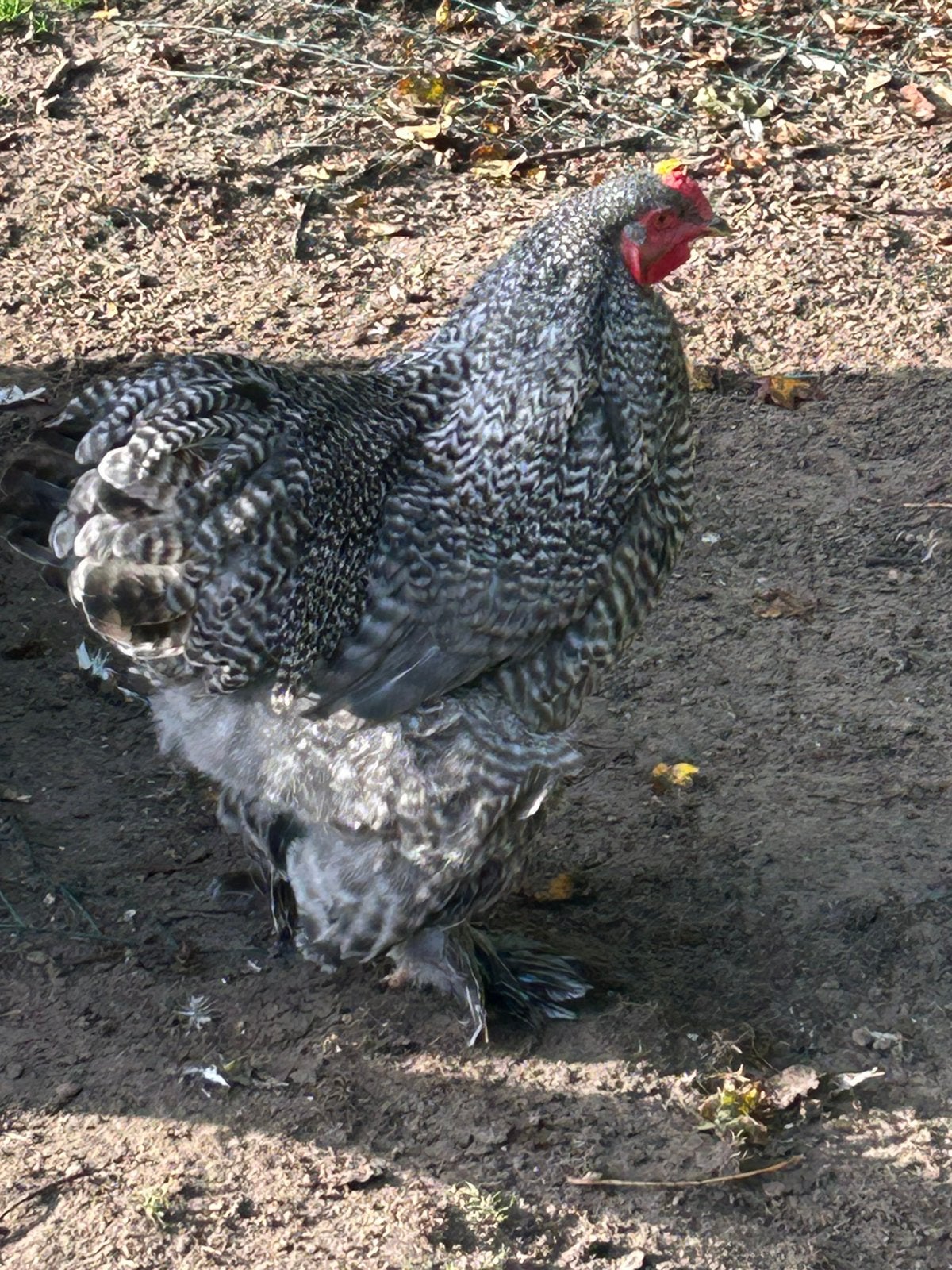 Brahma haan, Dieren en Toebehoren, Mannelijk, Kip