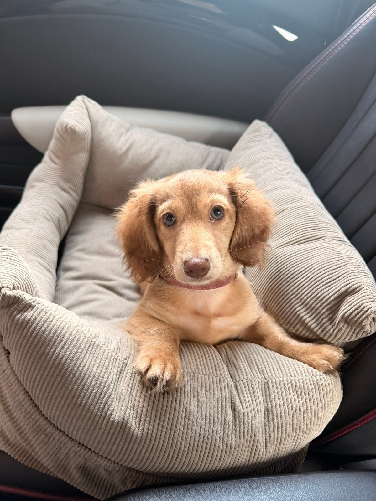 Oppas gezocht aan huis voor pup, Oppas aan huis
