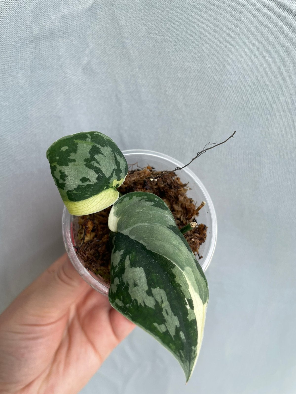 Scindapsus mayari albo variegata, Ophalen, Halfschaduw, Minder dan 100 cm