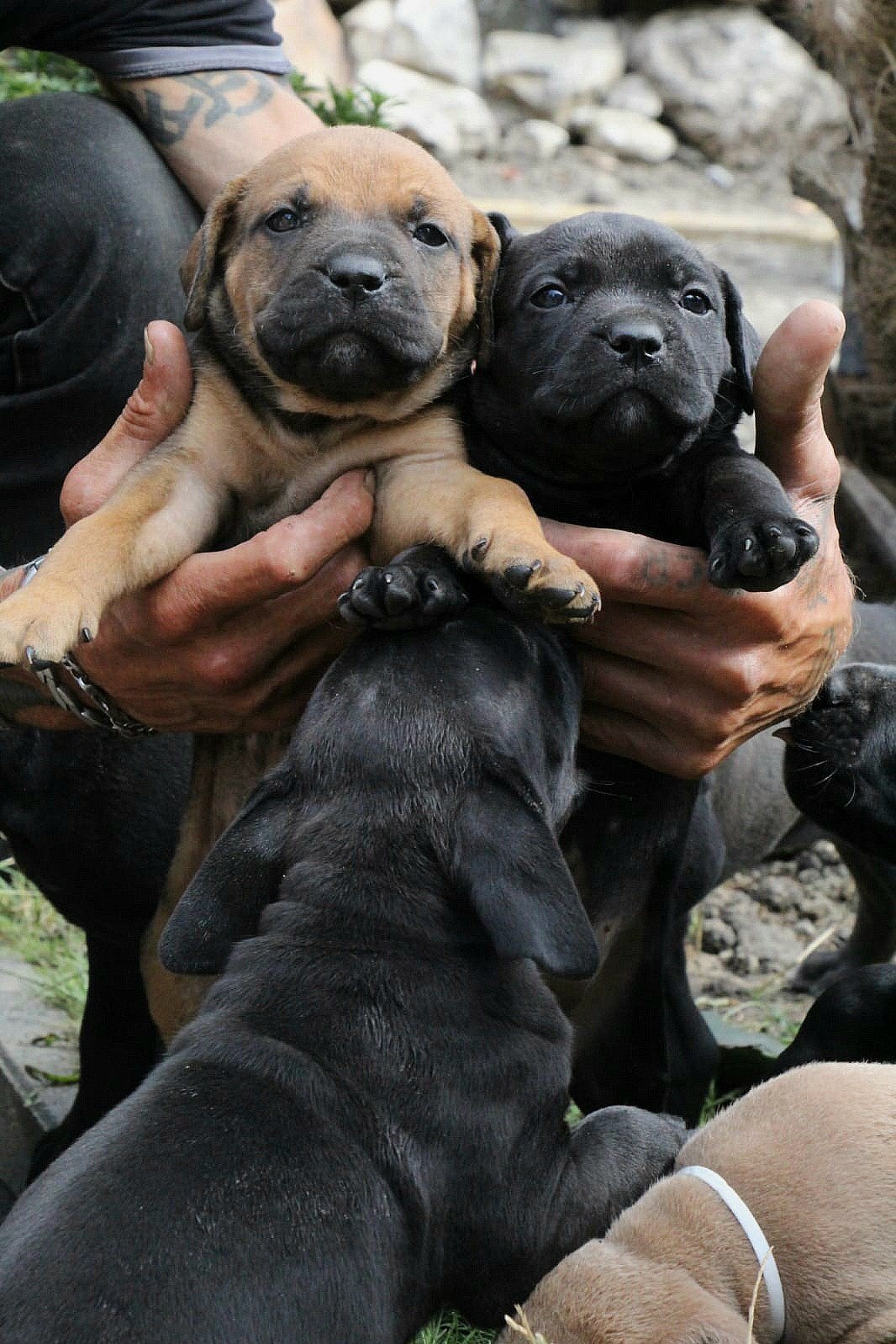 Mooie gezonde pups geboren op 07 juli 2026, Dieren en Toebehoren, Honden | Niet-rashonden, Parvo, 8 tot 15 weken, Meerdere, Meerdere dieren
