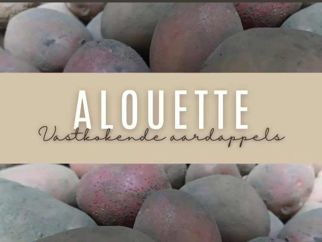 nieuwe biologische aardappels