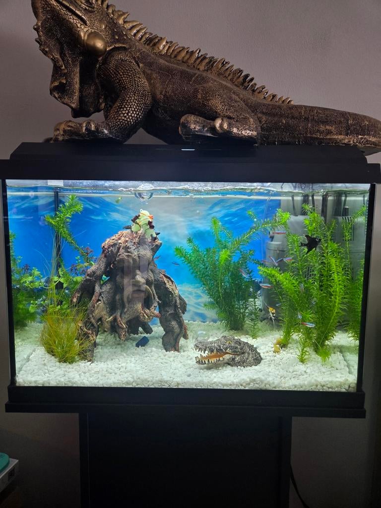 Aquarium juwel 70 liter, Ophalen of Verzenden, Inclusief vissen, Zo goed als nieuw, Gevuld zoetwateraquarium