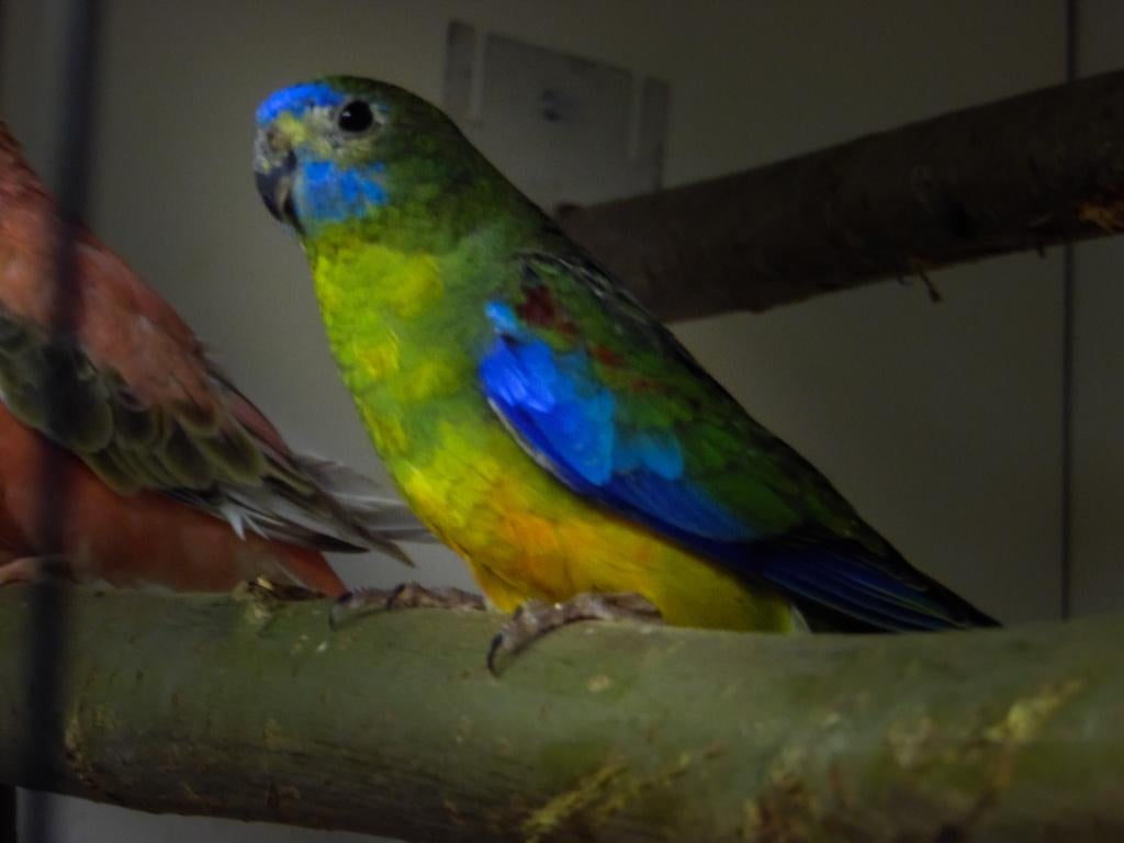 Bourke en Turquosine | Neophema's | Verschillende kleuren, Meerdere dieren, Parkiet, Geringd