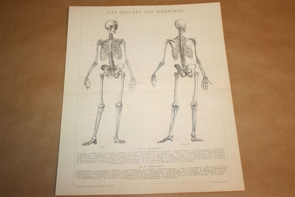 Antieke anatomische prent - Skelet mens - Ca 1885 !!, Ophalen of Verzenden, Voor 1940, Gebruikt, Overige onderwerpen