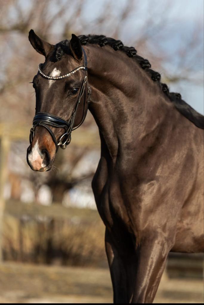 Aansprekende kwpn merrie, Merrie, Dressuurpaard, 3 tot 6 jaar