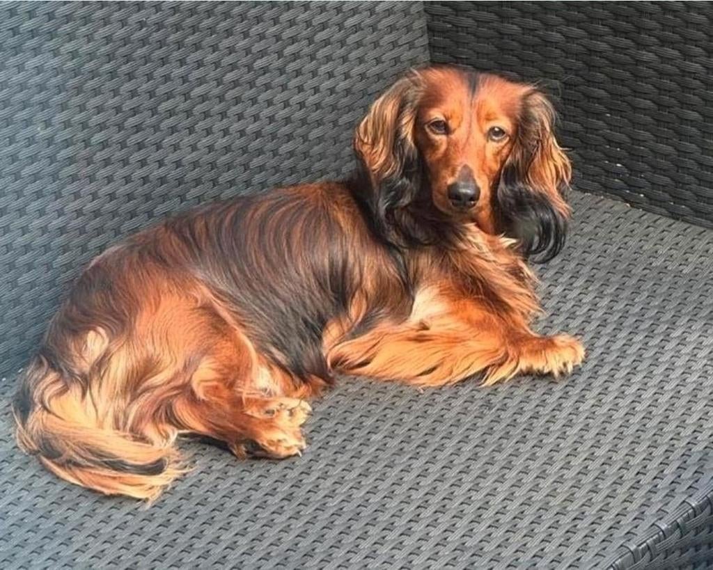 Dekreu,Dwerg teckel,  langhaar, Dieren en Toebehoren, Honden | Dekreuen, Reu, 1 tot 2 jaar, Eén hond, Nederland