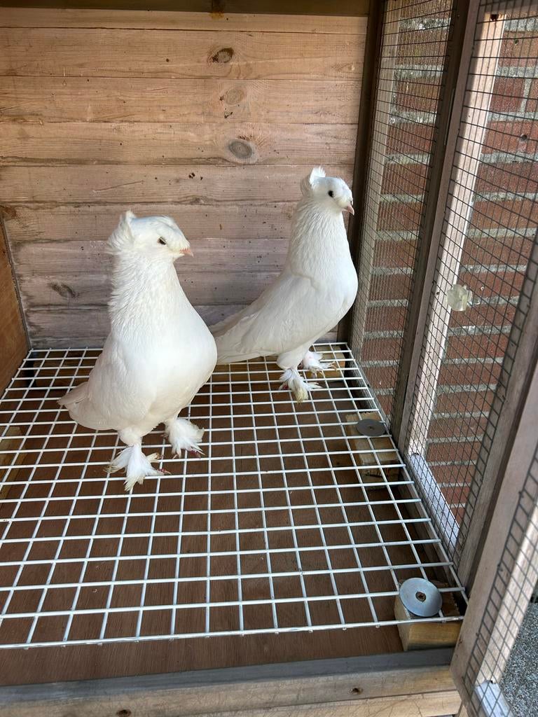 Takla duiven, Meerdere dieren, Postduif