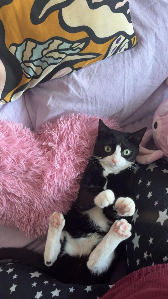 Poes : Minoş, Dieren en Toebehoren, Katten en Kittens | Overige Katten, Poes