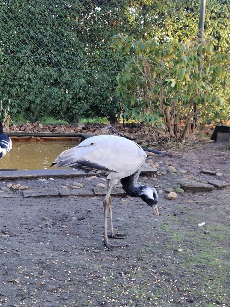 Jufferkraanvogel, Dieren en Toebehoren, Mannelijk, Overige soorten