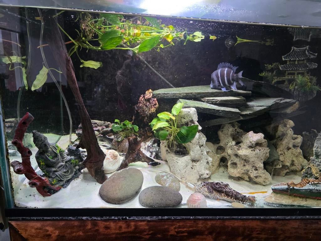 Compleet aquarium 200x60x60, Ophalen, Zo goed als nieuw