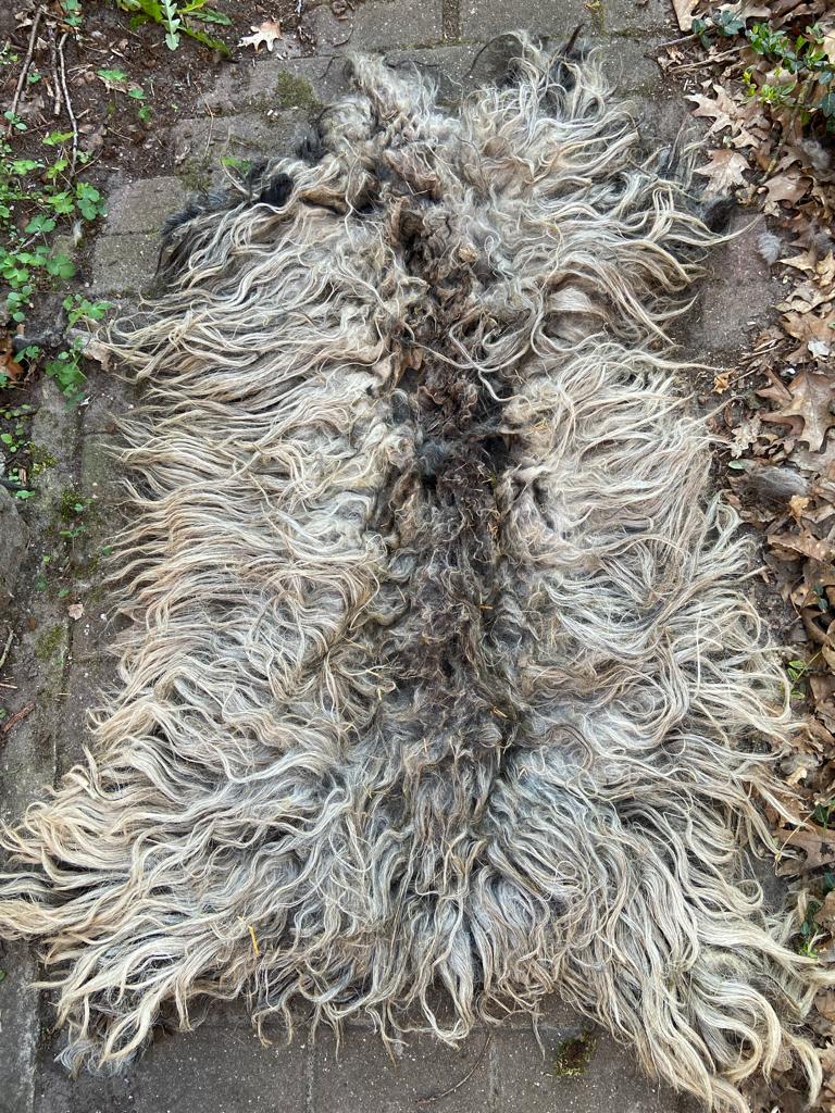Echte unieke heidschnucken schapenvachten langharige schaap, Grijs, Rechthoekig, Nieuw, 200 cm of meer