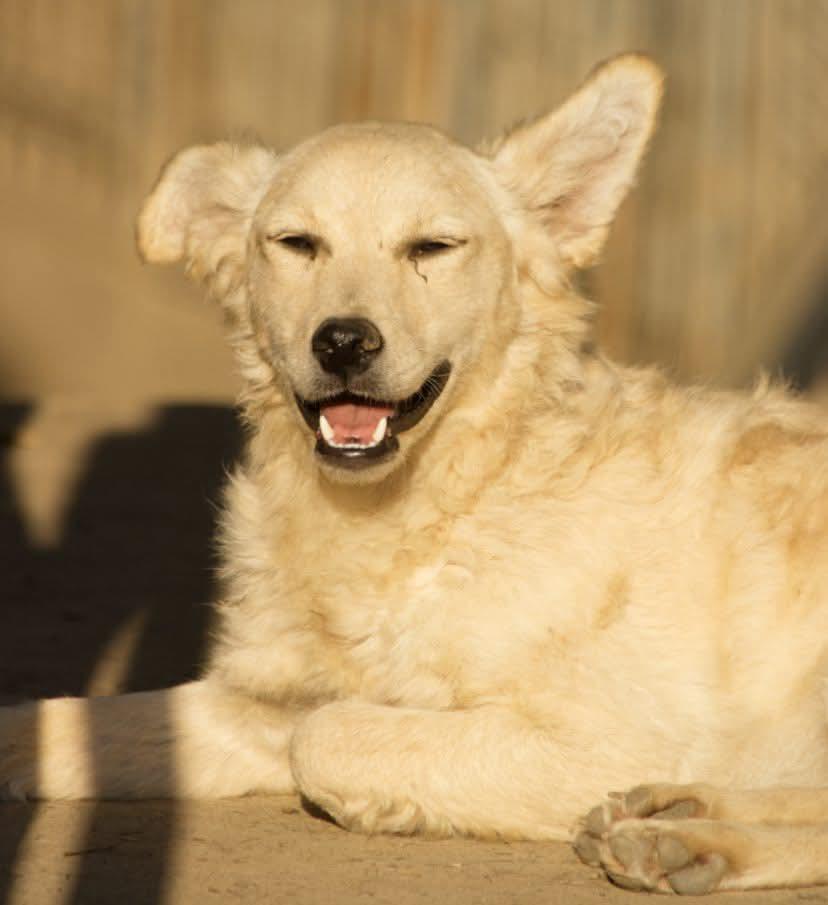 Vrolijke Feliz, het zonnetje in huis!, Dieren en Toebehoren, Particulier, Buitenland, Teef, Parvo