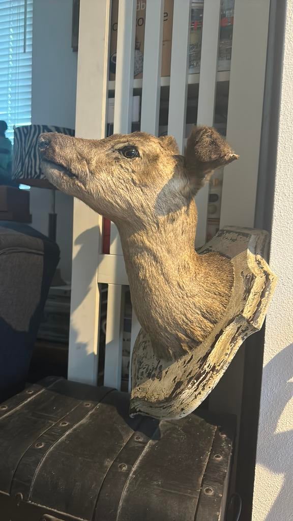 Antiek brocante reekop taxidermy opgezet, Ophalen of Verzenden