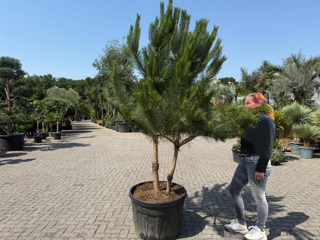 Pinus sylvestris - Grove den, dubbelstam te koop!!