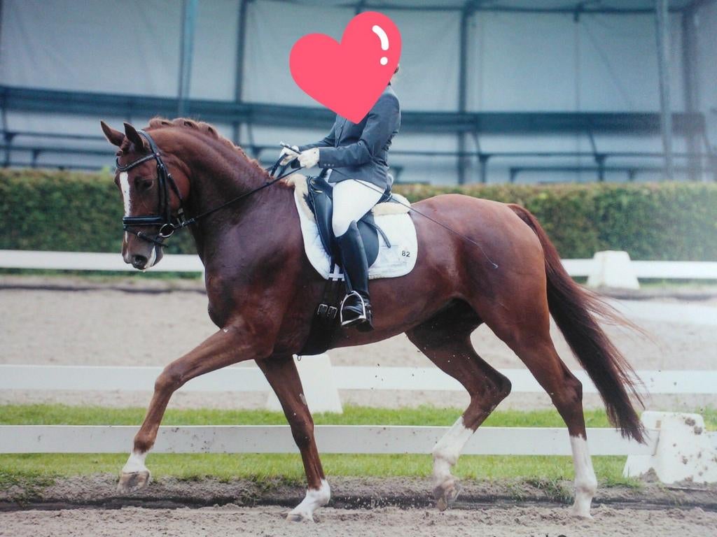 Fokmerrie / draagmoeder / draagmerrie te lease aangeboden, Dieren en Toebehoren, Merrie