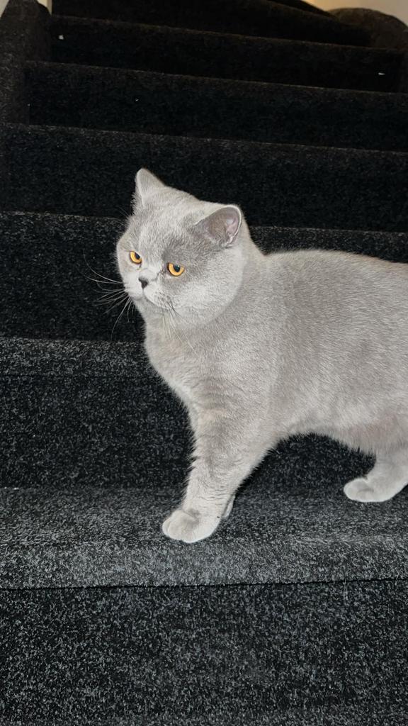 Britse Korthaar (Kater) 9 maanden, Dieren en Toebehoren, Kater, Ontwormd, 0 tot 2 jaar
