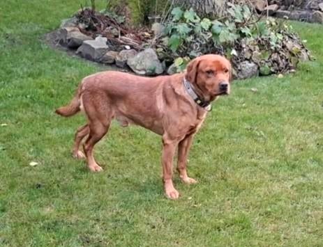 Dekreu Foxred ter dekking aangeboden stamboom NHSB (FSI), Reu, Parvo, Eén hond, 3 tot 5 jaar