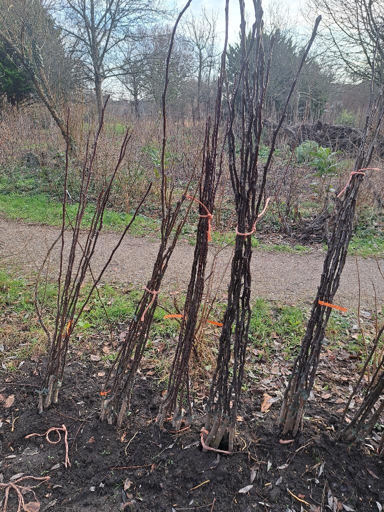 Nashipeer fruitbomen, Ophalen, Overige soorten, Volle zon, 100 tot 250 cm