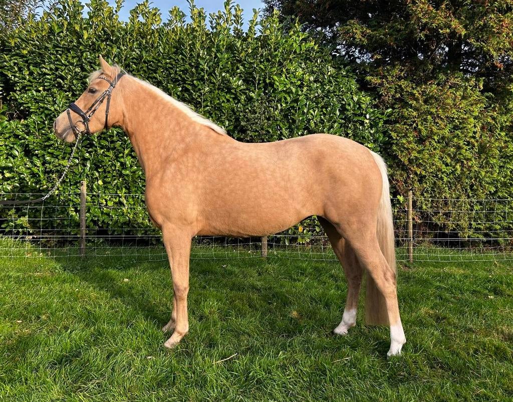 E-pony merrie, Zadelmak, 3 tot 6 jaar, Merrie, Gechipt