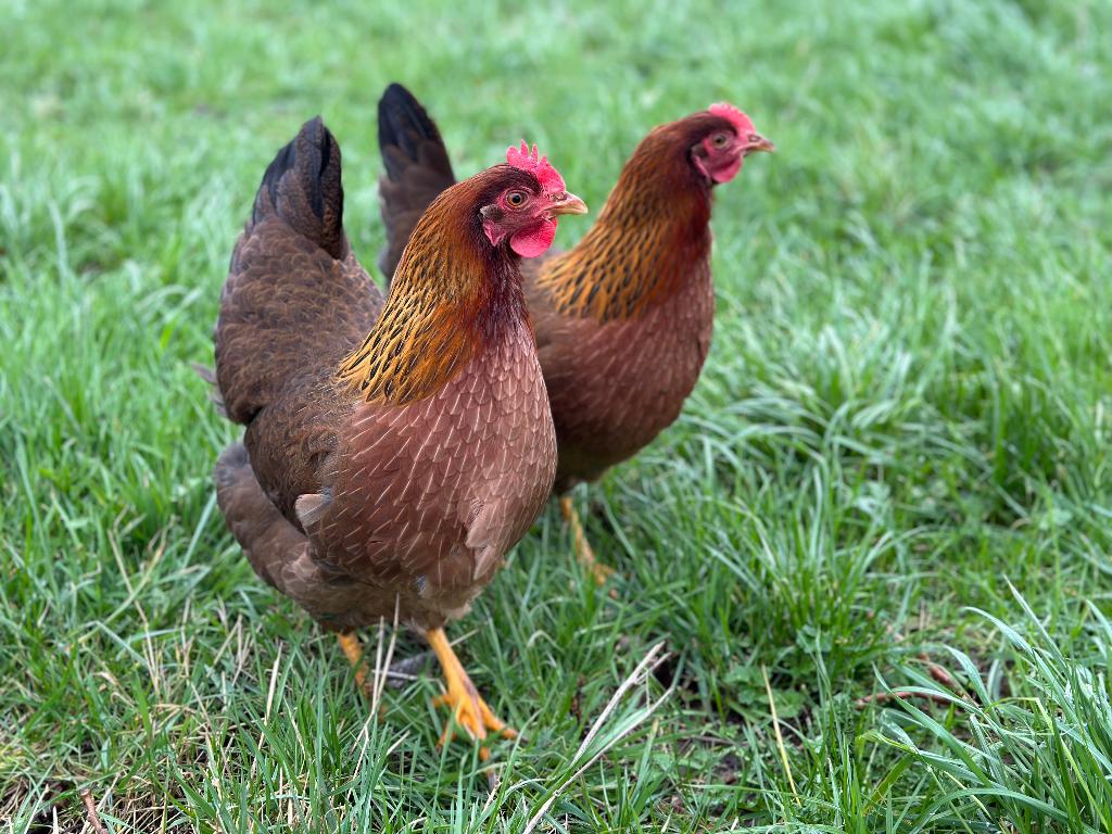 Jonge tamme Welsumer kippen groot gesekst en ingeënt, Dieren en Toebehoren, Pluimvee, Vrouwelijk, Kip