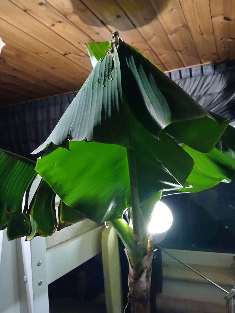 Bananen boom, Ophalen
