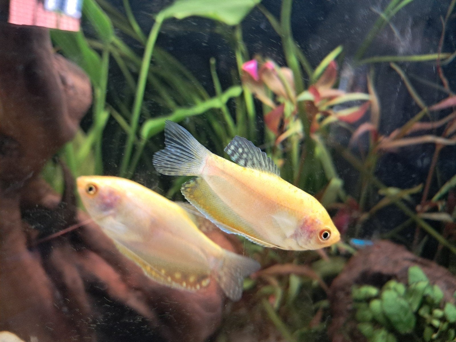 Goud gourami, Vis, Zoetwatervis