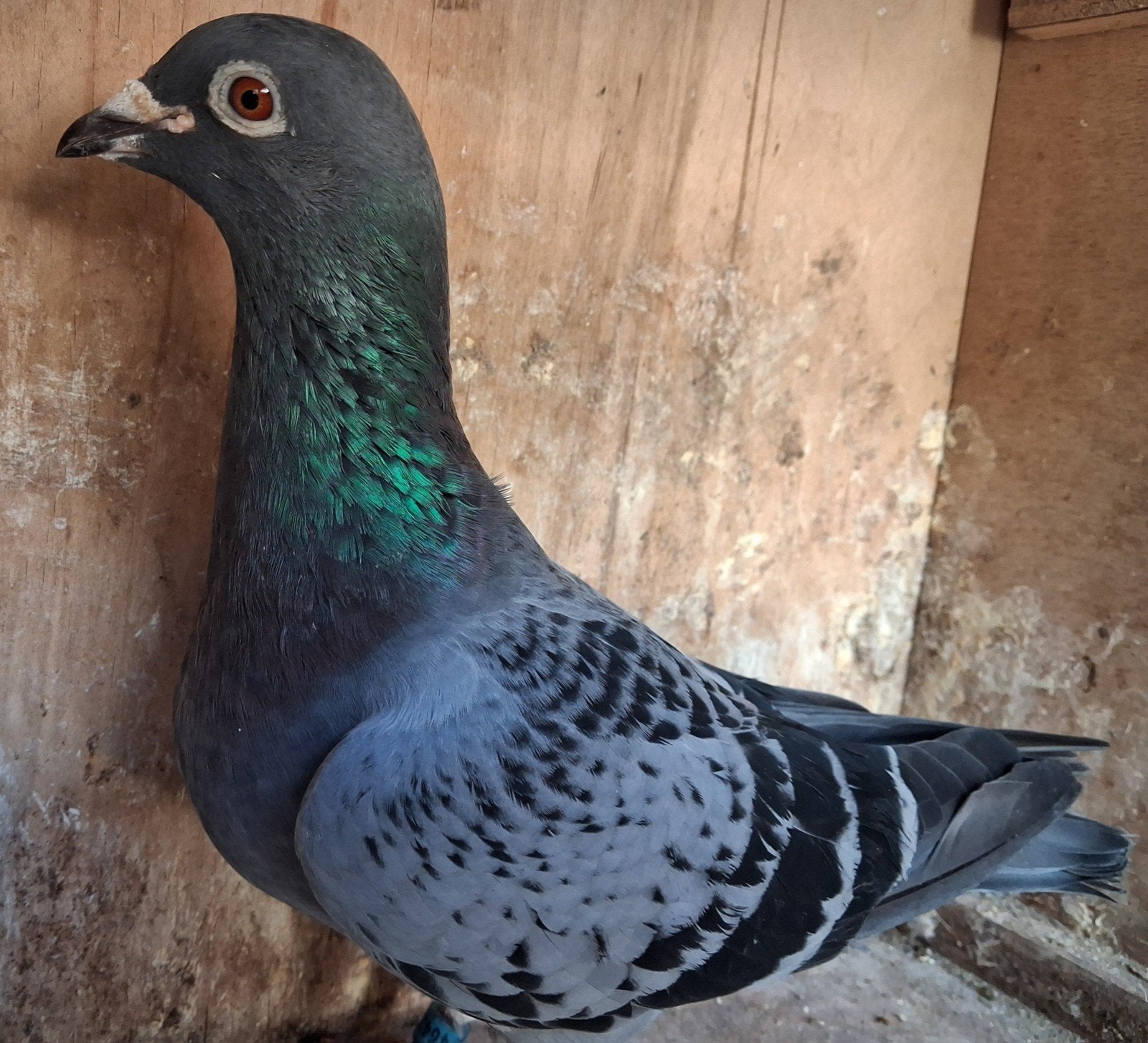 Postduif duivin., Dieren en Toebehoren, Vogels | Duiven, Vrouwelijk, Postduif