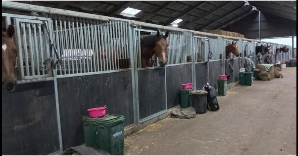 Pensionstalling voor paarden en pony's beschikbaar, Weidegang, 4 paarden of pony's of meer